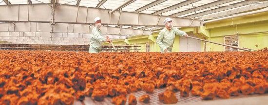 工人在陽光房曬梅。 林閩娜攝