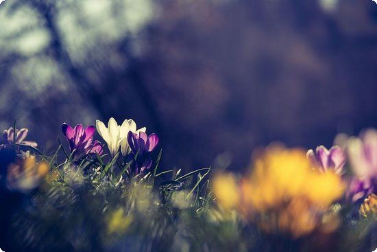 巧飲生姜紅茶瘦的更健康