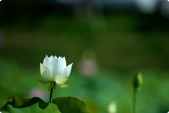 大龄女青年的好孕秘诀：基础体温原来要这样记！