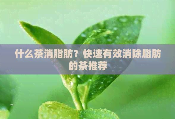什么茶消脂肪？快速有效消除脂肪的茶推薦