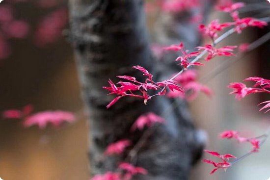 全世界最健康的减肥饮食计划