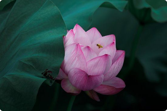 一個(gè)月減肥計(jì)劃 飲食好習(xí)慣不運(yùn)動(dòng)也能瘦