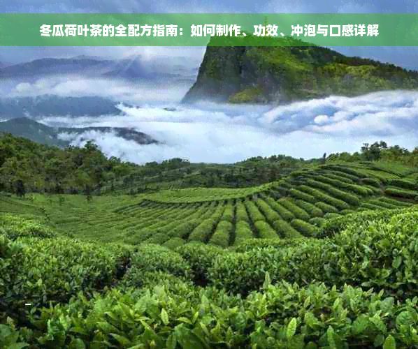 冬瓜荷葉茶的全配方指南：如何制作、功效、沖泡與口感詳解