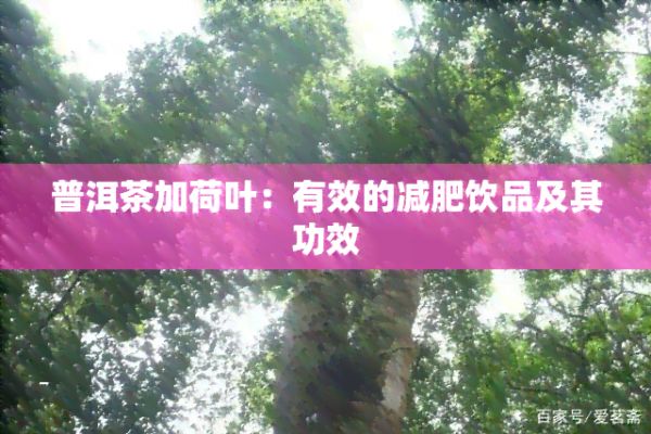 普洱茶加荷叶：有效的减肥饮品及其功效