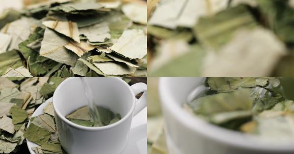 荷葉茶減肥天然健康養(yǎng)生茶葉飲品4K素材
