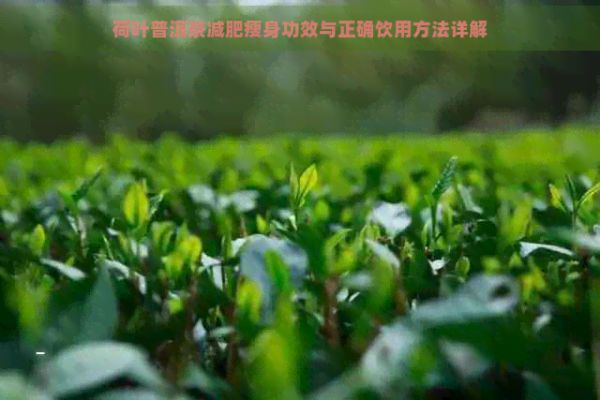 荷葉普洱茶減肥瘦身功效與正確飲用方法詳解