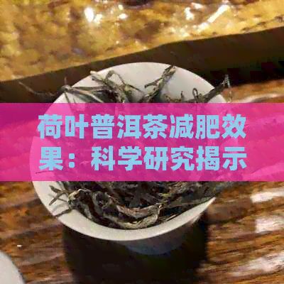 荷叶普洱茶减肥效果：科学研究揭示其健益处和降脂原理
