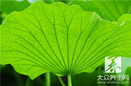  荷葉茶配什么喝不會寒