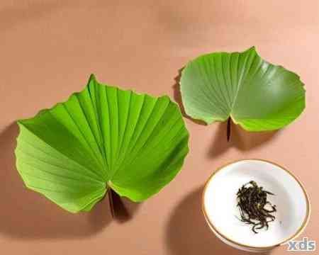 荷叶普洱茶哪个牌子好喝：六大推荐，助你品尝美味