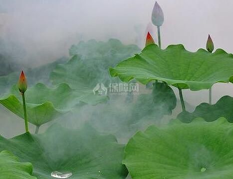 荷葉茶