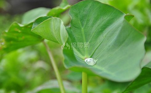 荷葉茶