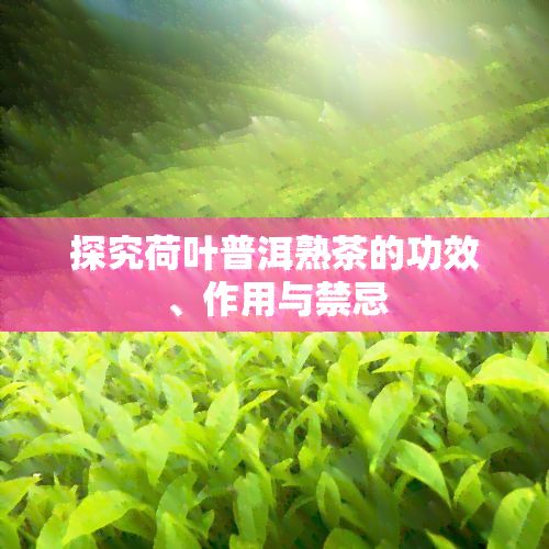 探究荷葉普洱熟茶的功效、作用與禁忌