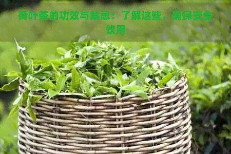 荷葉茶的功效與禁忌：了解這些，確保安全飲用