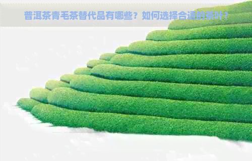 普洱茶青毛茶替代品有哪些？如何選擇合適的茶葉？
