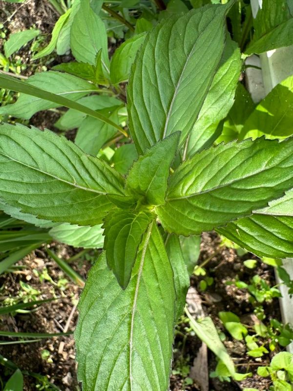薄荷葉泡茶，薄荷葉泡水喝對(duì)健康有什么好處？
