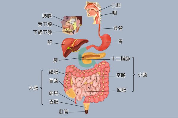 消化系统组成图