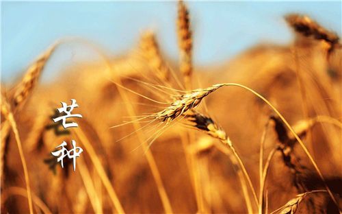 50句芒種節(jié)氣祝福語