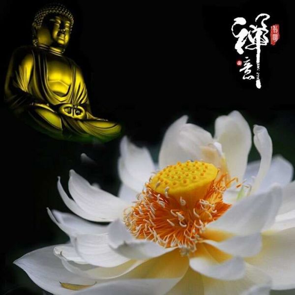 科學(xué)已證實(shí)的，12個(gè)打坐冥想的益處（一）