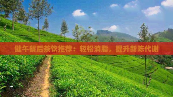 健午餐后茶飲推薦：輕松消脂，提升新陳代謝