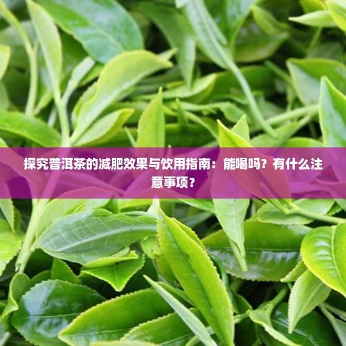 探究普洱茶的減肥效果與飲用指南：能喝嗎？有什么注意事項(xiàng)？