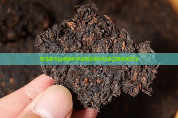 普洱茶與山楂的科學(xué)減肥效果對(duì)比及正確飲用方法