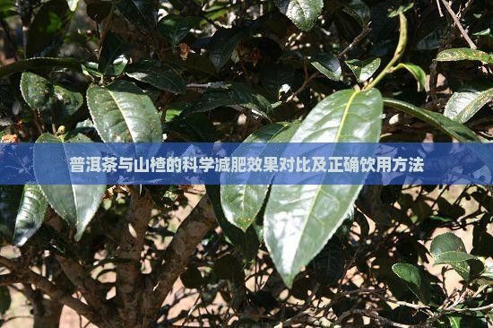 普洱茶與山楂的科學(xué)減肥效果對(duì)比及正確飲用方法