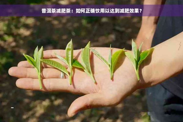 普洱茶減肥茶：如何正確飲用以達(dá)到減肥效果？
