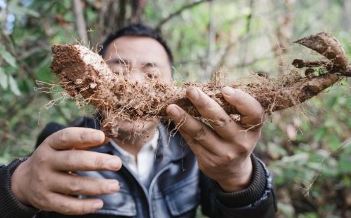 手工魔芋制作的原材料 (4)