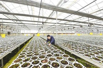 圖為3月30日，浙江省金華市武義縣白姆鄉(xiāng)壽仙谷藥業(yè)生產(chǎn)基地里，工作人員正在智能溫室大棚里種植鐵皮石斛、培育靈芝。朱 翚攝（人民視覺）