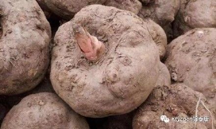 別小看我其貌不揚(yáng)，我可是你健康長壽的好朋友！