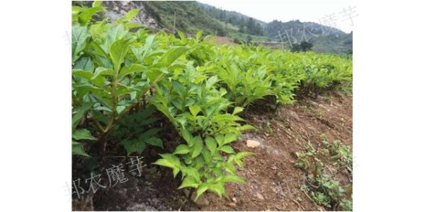 湖北二代花魔芋種植效益怎么樣,魔芋種植