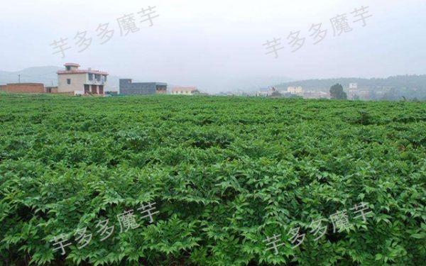 云南富源一代魔芋種植效益怎么樣,魔芋種植
