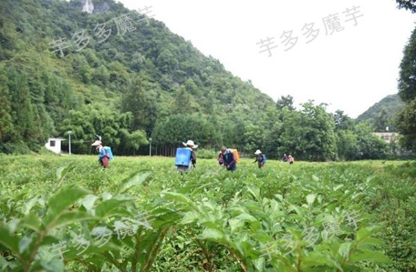 云南富源一代魔芋種植效益怎么樣,魔芋種植