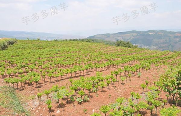 云南富源一代魔芋種植效益怎么樣,魔芋種植