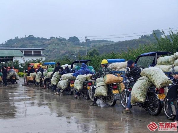 果农在青梅集中收购点排队。东南网记者陈巧玲 摄