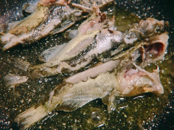 純奶手撕吐司的做法 步驟1