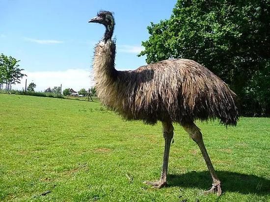 在鴯鹋攝入的果實(shí)中，很多植物種子被原封不動(dòng)地排泄出來。