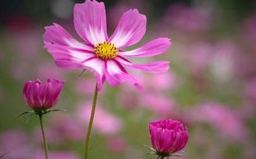 2023年春节必吃的10种食物寓意吉祥的美食