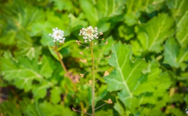 薺菜花有什么功效？吃薺菜花要注意什么？(1)