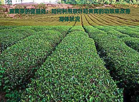 黃芪茶的健益處：如何利用茶葉和黃芪的功效來改善身體狀況