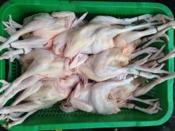 東莞莞城區(qū)食材配送公司