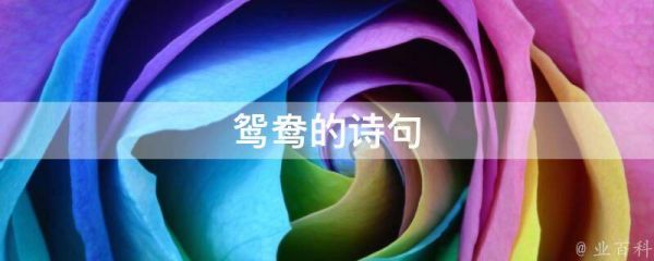 鴛鴦的詩句
