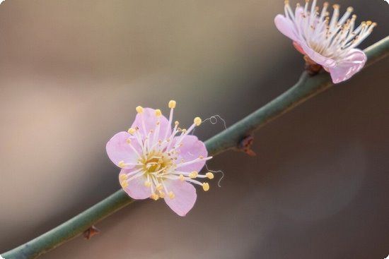 節(jié)食減肥法掌握4技巧健康瘦身不反彈