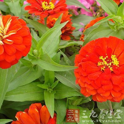 紅花為活血通經(jīng)之藥,具有明顯的興奮子宮的作用