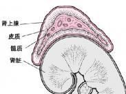 肾上腺皮质功能减退症