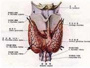 甲状腺功能减退性心肌病
