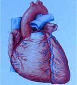 甲状旁腺功能减退性心肌病