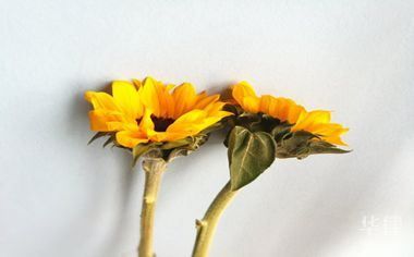 健康权与身体权的区别是什么