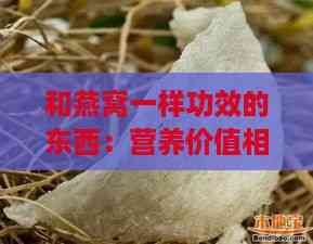 和燕窩一樣功效的東西：營養(yǎng)價值相當(dāng)?shù)氖澄锱c替代品推薦