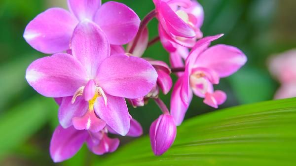 大黃白芨治什么病